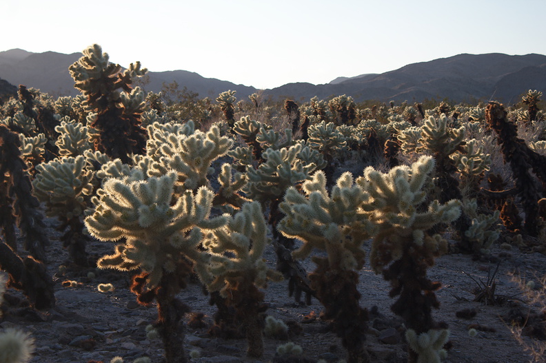 Cylindropuntia-bigelovii-teddy-bear-cholla-Cactus-Garden-Joshua-Tree-2012-03-14-IMG_4412.jpg