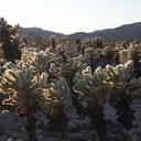 Cylindropuntia-bigelovii-teddy-bear-cholla-Cactus-Garden-Joshua-Tree-2012-03-14-IMG 4412