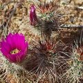 Echinocereus-engelmannii-hedgehog-cactus-Cottonwood-Spring-area-Joshua-Tree-2010-04-24-IMG_0555.jpg