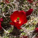 Echinocereus-triglochidiatus-Mojave-mound-cactus-Sheep-Pass-area-Joshua-Tree-2010-04-25-IMG 4816