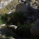 Equisetum-horsetail-at-oasis-49-Palms-Joshua-Tree-2013-02-16-IMG 3567