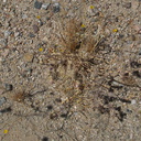 Eschscholzia-minutiflora-little-gold-poppy-Box-Canyon-Joshua-Tree-2010-04-24-IMG 4546