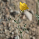 Eschscholzia-minutiflora-new-wash-Box-Canyon-2012-03-14-IMG 4367