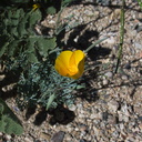 Eschscholzia-parishii-desert-gold-poppy-new-wash-Box-Canyon-2012-03-14-IMG 1112