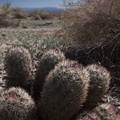 Escobaria-vivipara-foxtail-cactus-Joshua-Tree-2012-03-15-IMG 4466-6-1
