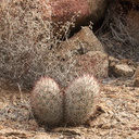 Escobaria-vivipara-foxtail-cactus-twinned-Desert-Queen-Mine-Joshua-Tree-2013-02-16-IMG 3577