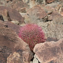 Ferocactus-cylindraceus-barrel-cactus-49-Palms-trail-Joshua-Tree-2013-02-16-IMG 7434