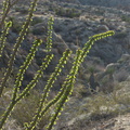 Fouquieria-splendens-ocotillo-leafing-out-Mastodon-Peak-trail-Joshua-Tree-2013-02-15-IMG_3541.jpg