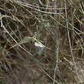 Funastrum-cynanchoides-climbing-milkweed-dehisced-capsule-cholla-cactus-garden-Joshua-Tree-2012-07-01-IMG 5729