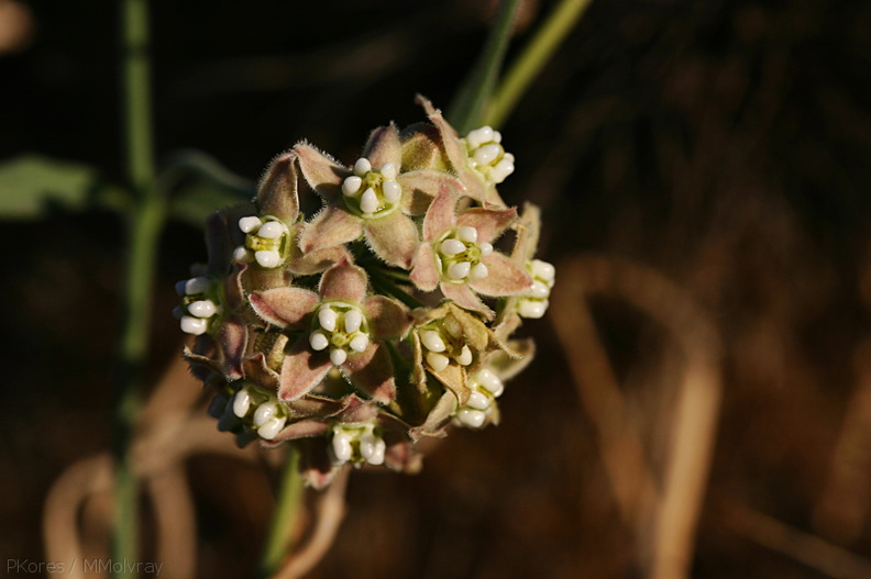 Funastrum-cynanchoides-climbing-milkweed-was-Sarcostemma-cholla-garden-2008-03-28-img_6671.jpg