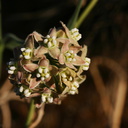 Funastrum-cynanchoides-climbing-milkweed-was-Sarcostemma-cholla-garden-2008-03-28-img 6671