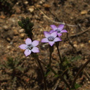 Gilia-brecciarum-Nevada-gilia-Sheep-Pass-area-Joshua-Tree-2010-04-25-IMG 4822