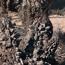 Joshua-trees-corky-bark-High-View-loop-Black-Rock-Joshua-Tree-2013-02-17-IMG 7459