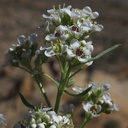 Lepidium-fremontii-desert-alyssum-Mastodon-Peak-Joshua-Tree-2012-03-15-IMG 1313