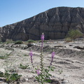 Lupinus-arizonicus-new-wash-Box-Canyon-2012-03-14-IMG 1104
