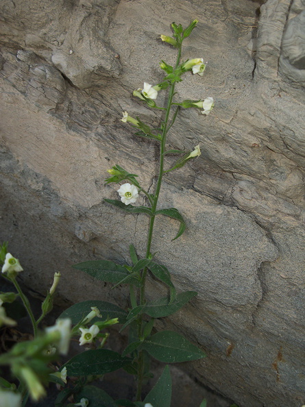 Nicotiana-obtusifolia-desert-tobacco-Box-Canyon-Joshua-Tree-2010-04-24-IMG_4600.jpg