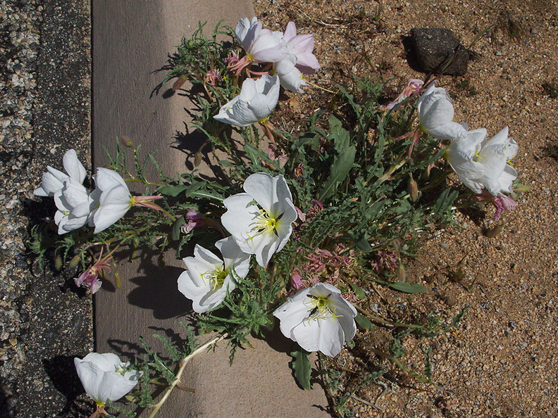 Oenothera-californica-California-primrose-roadside-northwest-Joshua-Tree-2010-04-25-IMG_4772.jpg