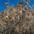 Physalis-crassifolia-nightshade-groundcherry-dry-fruits-Mastodon-Peak-trail-Joshua-Tree-2013-02-15-IMG_3536.jpg