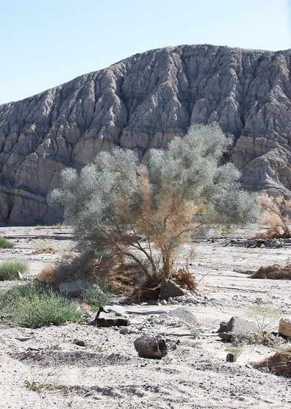 Psorothamnus-spinosus-smoke-tree-new-wash-Box-Canyon-2012-03-14-IMG_1102.jpg