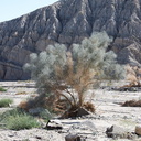 Psorothamnus-spinosus-smoke-tree-new-wash-Box-Canyon-2012-03-14-IMG 1102