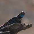 Western-fence-lizard-Sceleporus-occidentalis-Hidden-Valley-Joshua-Tree-2012-03-15-IMG_4447.jpg