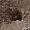 alates-emerging-Hymenoptera-indet-ants-Hidden-Valley-Joshua-Tree-2012-03-15-IMG 1199