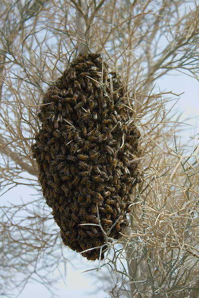 bee-swarm-south-Joshua-Tree-2010-04-17-IMG_0384.jpg