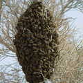 bee-swarm-south-Joshua-Tree-2010-04-17-IMG 0384