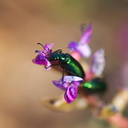 beetles-iridescent-green-on-Astragalus-north-Joshua-Tree-2010-04-17-IMG 0319