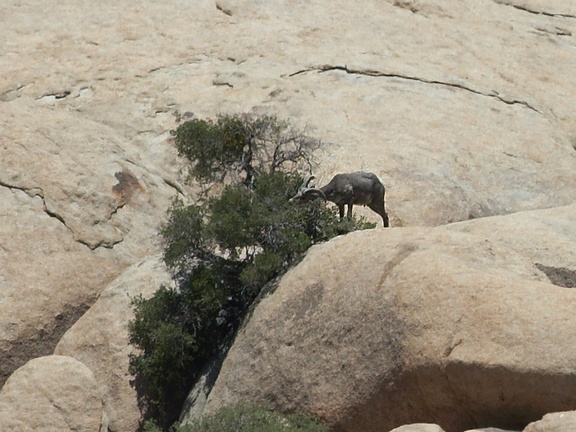 bighorn-sheep-Ovis-canadensis-on-rock-mountains-of-Hidden-Valley-Joshua-Tree-2012-06-30-IMG 5580