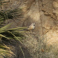 cactus-wren-Campylorhynchus-brunneicapillus-Cottonwood-Springs-Joshua-Tree-2013-02-15-IMG 3548