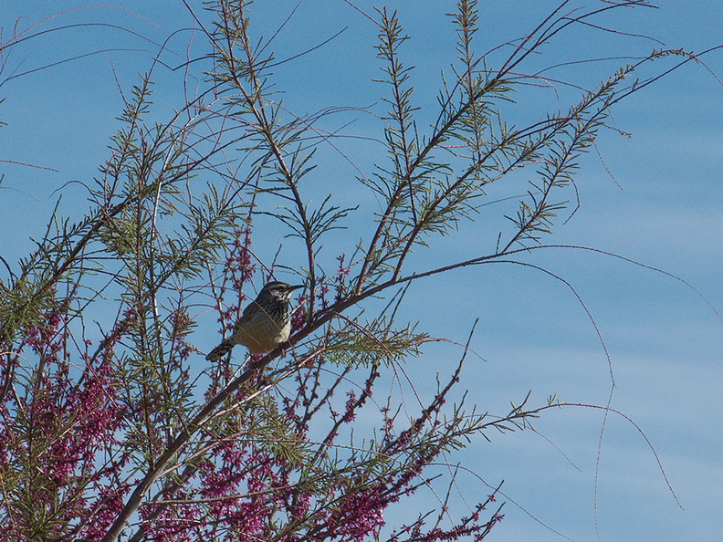 cactus-wren-at-motel-Campylorhynchus-brunneicapellus-in-Yucca-Valley-Joshua-Tree-2012-03-16-IMG_1328.jpg