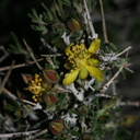 coleogyne-ramosissima-blackbush-nr-belle-2008-03-28-img 6698