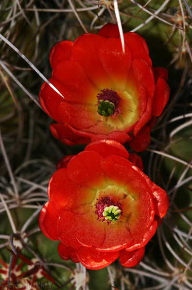echinocereus-triglochidiatus-mojave-mound-cactus-nr-geology-road-2008-03-29-img_6840.jpg