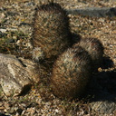 escobaria-vivipara-alversonii-foxtail-cactus-nr-arch-rock-2008-03-29-img 6852