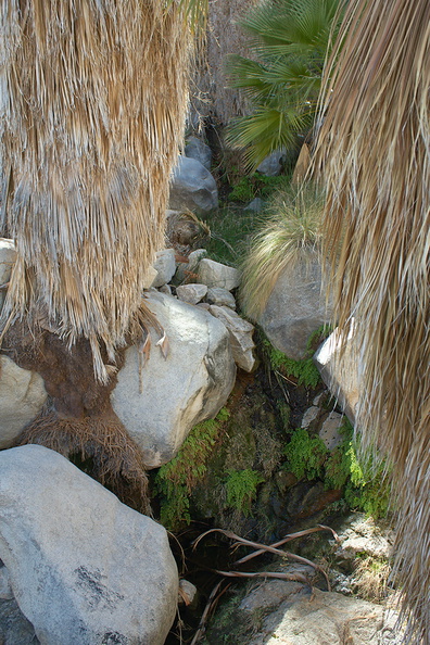 ferns-indet-at-oasis-49-Palms-Joshua-Tree-2013-02-16-IMG_7427.jpg