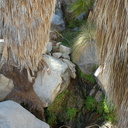 ferns-indet-at-oasis-49-Palms-Joshua-Tree-2013-02-16-IMG 7427