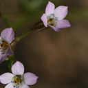 gilia-latiflora-broad-flowered-gilia-cottonwood-springs-rd-2008-03-28-img 6627