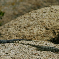 great-basin-fence-lizard-sceleporus-biseriatus-barker-dam-2008-03-29-img 6816