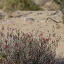 hummingbird-Costas-female-near-chuparosa-new-wash-Box-Canyon-2012-03-14-IMG 4387
