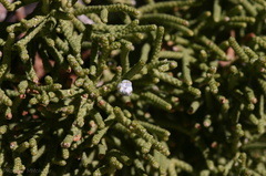 juniperus-californicus-detail-barker-dam-area-2008-03-29-img 6772