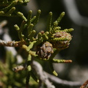 juniperus-californicus-with-possible-tip-galls-barker-dam-area-2008-03-29-img 6771