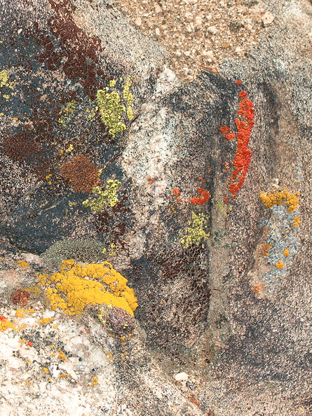 lichens-yellow-red-green-on-rock-High-View-loop-Black-Rock-Joshua-Tree-2013-02-17-IMG_7461.jpg