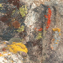 lichens-yellow-red-green-on-rock-High-View-loop-Black-Rock-Joshua-Tree-2013-02-17-IMG 7461