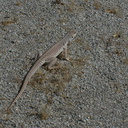lizard-indet-Pinto-Basin-Joshua-Tree-2012-07-01-IMG 5751