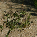 lomatium-mohavense-desert-parsley-nr-hidden-valley-2008-03-29-img 6720
