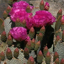 opuntia-basilaris-beavertail-cactus-cottonwood-springs-rd-2008-03-28-img 6613