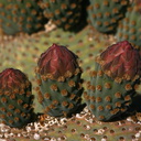 opuntia-basilaris-beavertail-cactus-nr-arch-rock-2008-03-29-img 6850