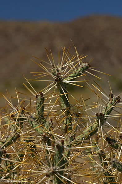 opuntia-ramosissima-pencil-cactus-cottonwood-springs-rd-2008-03-28-img_6583.jpg