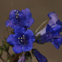 phacelia-campanularia-canterbury-bells-cottonwood-springs-rd-2008-03-28-img 6603